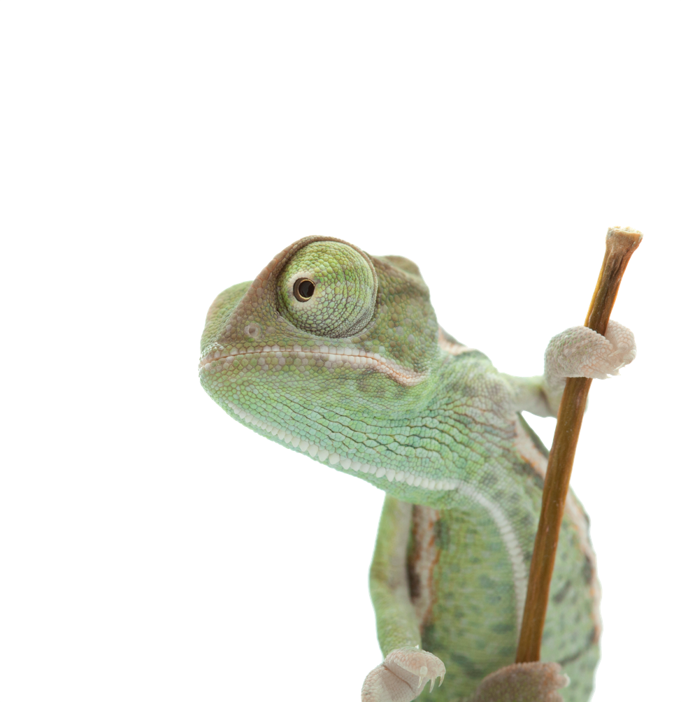 SMARTTESTER - Gecko